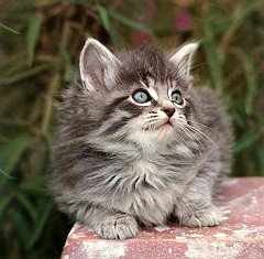 Gatti (13)